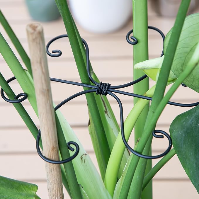 Monstera Plant Stem Support Set - Image 5
