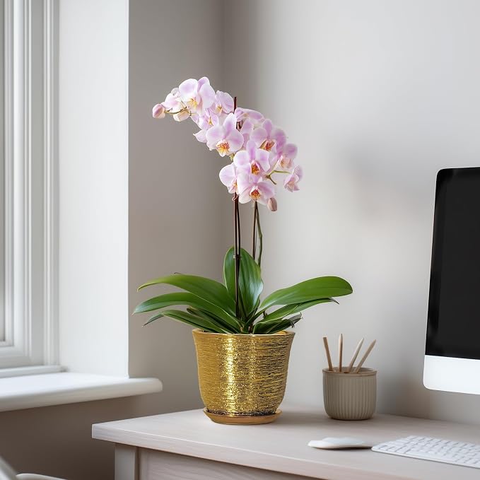 5.6 Inch Plant Pot - Image 3