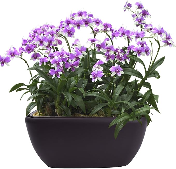 Vencer 10.8 Inch Plastic Square Self Watering Planter, Water Indicator - Image 4