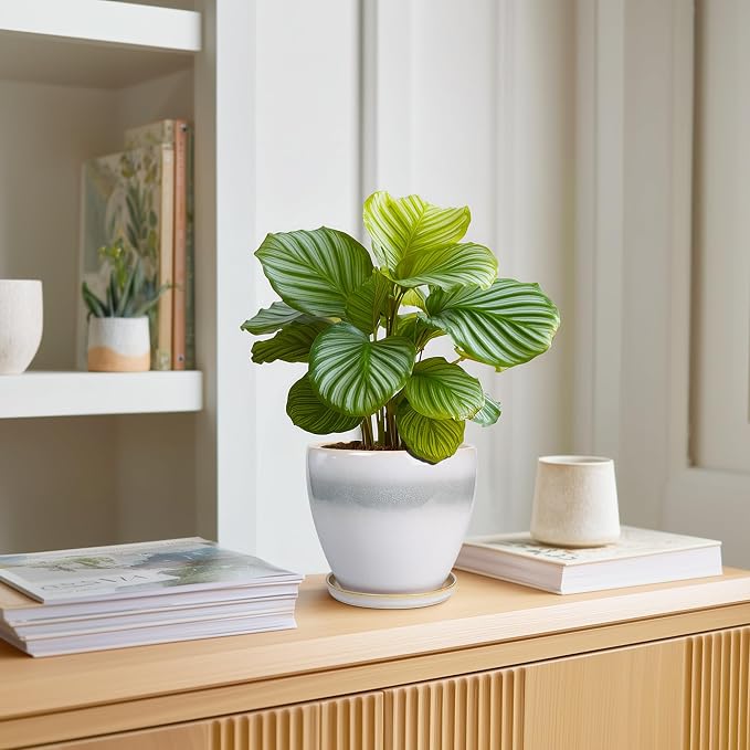 Ceramic Plant Pot - Image 3