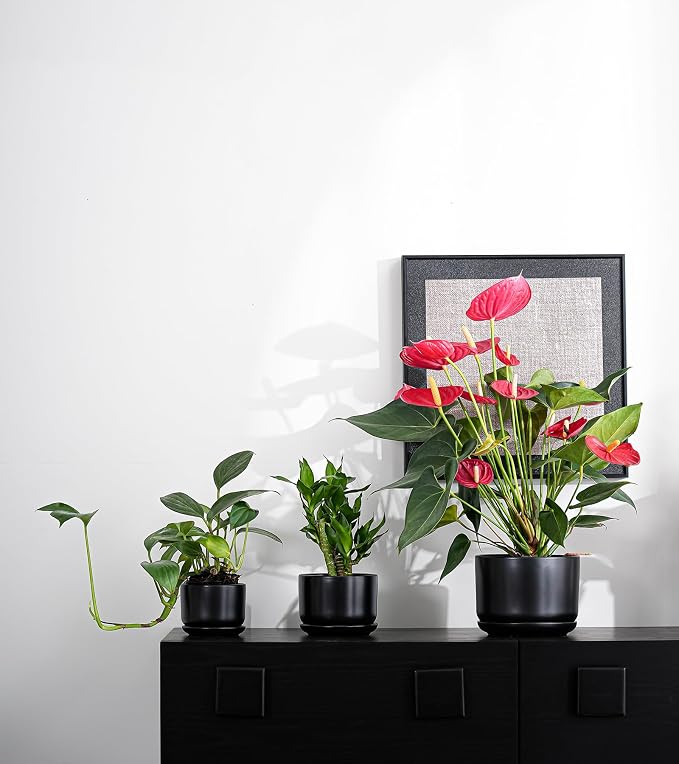 Ton Sin Plant Pots, 4.1+5.1+6.5 inch, Ceramic Planters - Image 9
