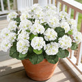 Artificial Geranium Flowers for Outdoors, 6 Bundles Realistic Silk Fake Geranium by AmberFun