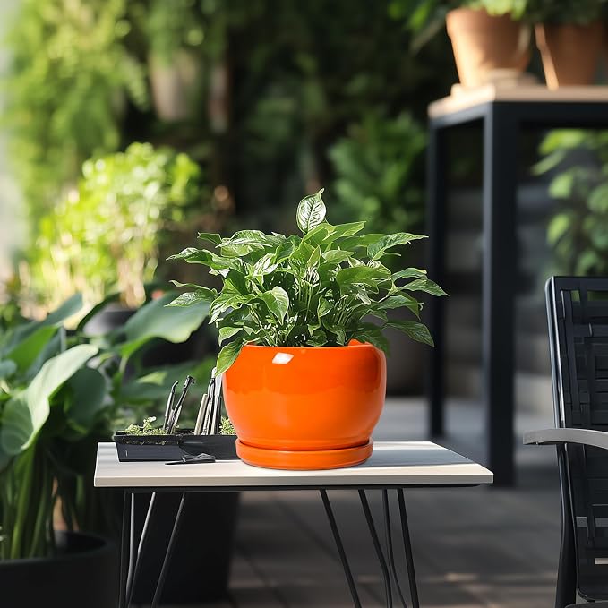 SQOWL Ceramic Pot for Plants - Image 5
