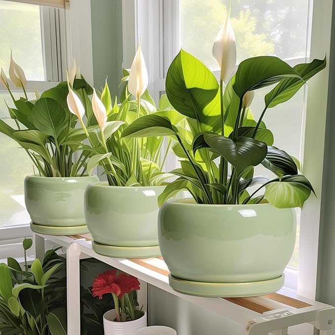 SQOWL 8 Inch Plant Pot - Image 6