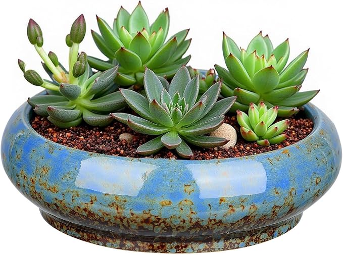 7.3 Inch Succulent Planters Pots Shallow Ceramic Glazed Planter Pots, Lotus by Unknown