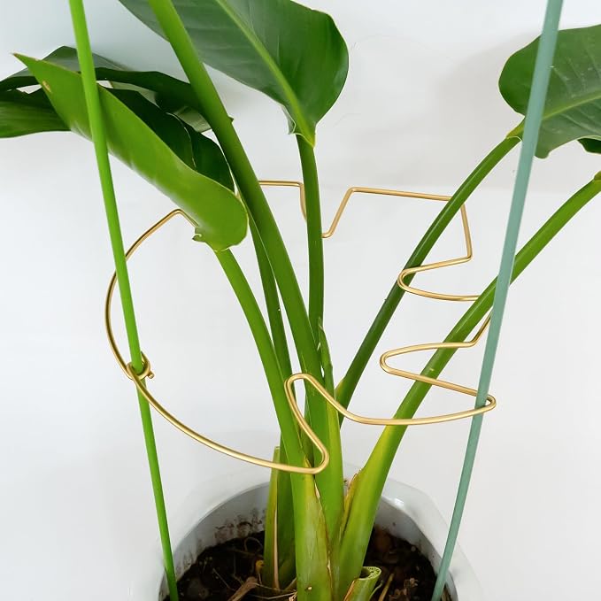 5PCS Monstera Plant Stem Support by Yohsnor