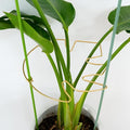 5PCS Monstera Plant Stem Support by Yohsnor