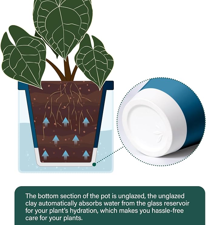 D'vine Dev 6 Inch Design Self Watering Planter - Image 5