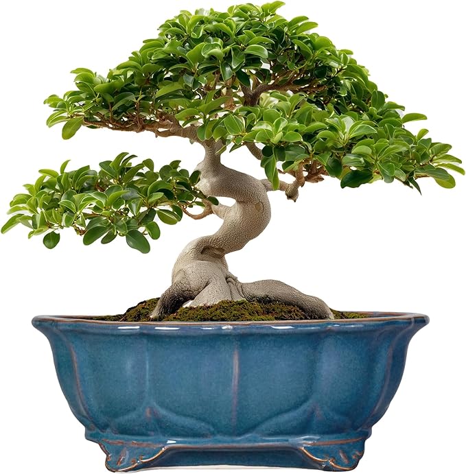 Bonsai Pots - 13.2 Inch Oval Ceramic Pots by Teagas