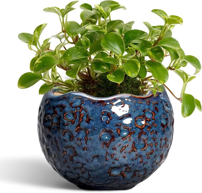 Ceramic Pots for Plants by Thirtypot