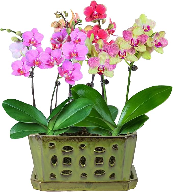 W&W Orchid Pot with Holes and Saucer - Image 7