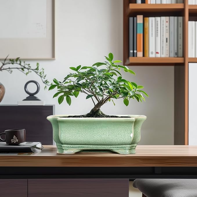 Bonsai Tree Pot 11.6 Inch - Image 8