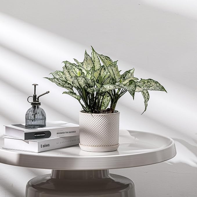 5.8 Inch Plant Pot: Ceramic Planter - Image 4