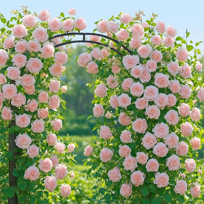 Metal Garden Arbor & Wedding Arch, 86.6" x 47"Rust-Resistant Iron Trellis - Image 8