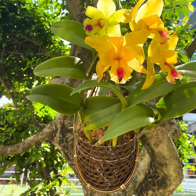 Handmade 100% Thai Bamboo 6 Inch Signature Super Sanctuary SIAM Orchid Hanging - Image 5