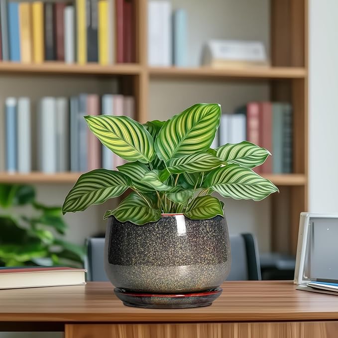 G EPGardening 7 Inch Ceramic Pots - Image 8