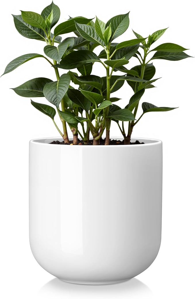 vancasso 6 Inch Ceramic Plant Pots, Planters by vancasso