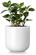 vancasso 6 Inch Ceramic Plant Pots, Planters by vancasso