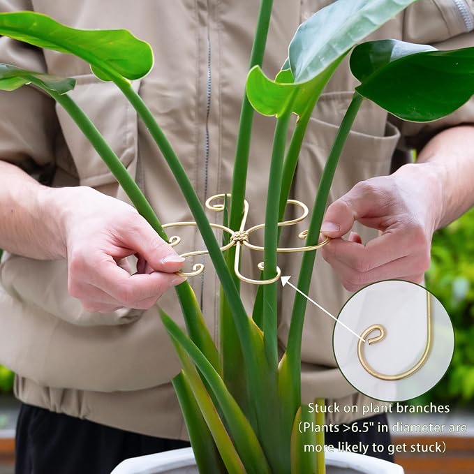 6.5IN Monstera Plant Support Hook 5PCS Durable Stem Stabilizer - Image 5