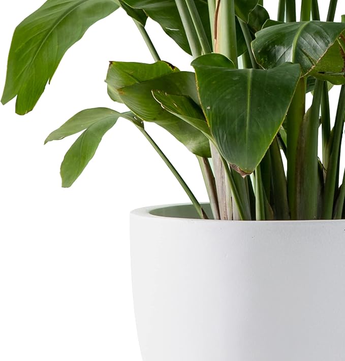 Kante 14 Inch Dia Round Concrete Planter, Indoor Outdoor Large Plant Pot - Image 3