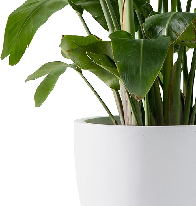 Kante 13.4" Dia Round Concrete Planter, Large Outdoor Modern Indoor Decorative - Image 9