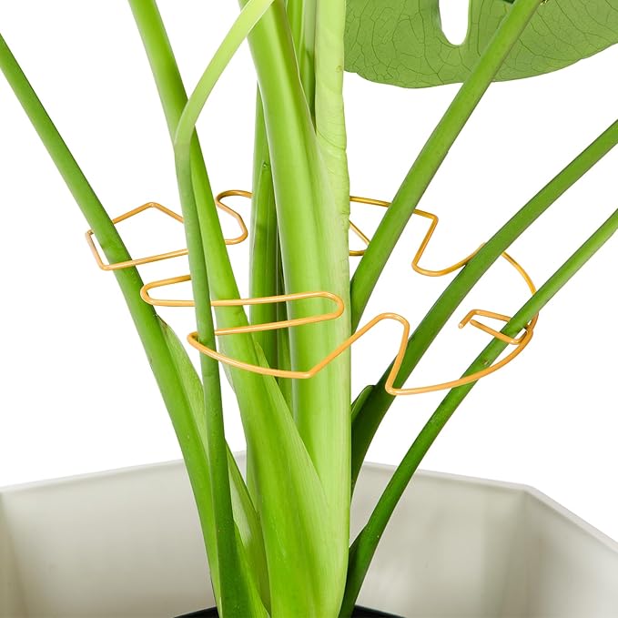 6PCS Iron Monstera Plant Support, Uniquely Designed Indoor Plant Accessories by Unknown