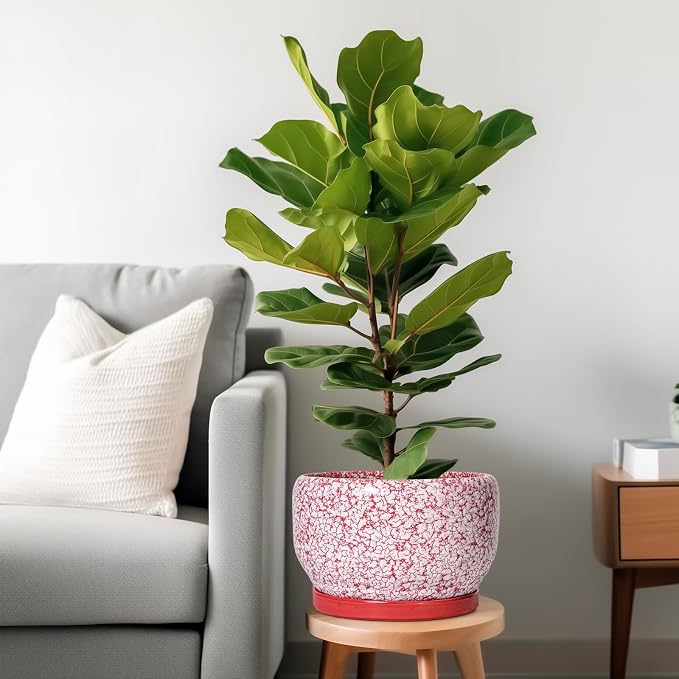 SQOWL Ceramic Planters for Indoor Plants - Image 2