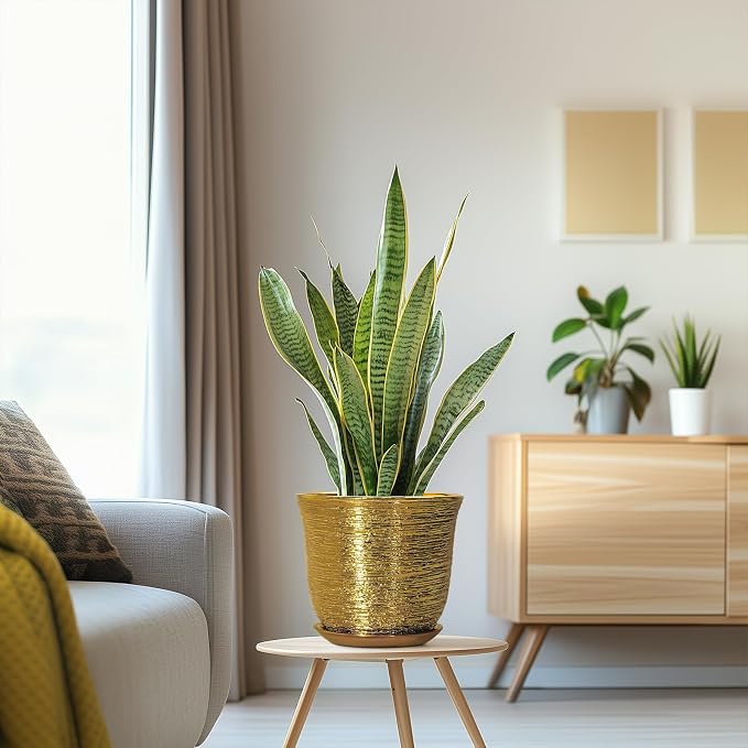 Ceramic Plant Pots - Image 5