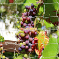 Tcamp Heavy-Duty Polyester Garden Trellis Net Plant Support Netting by Tcamp