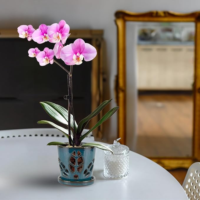 W&W Orchid Pot with Holes and Saucer - Image 7