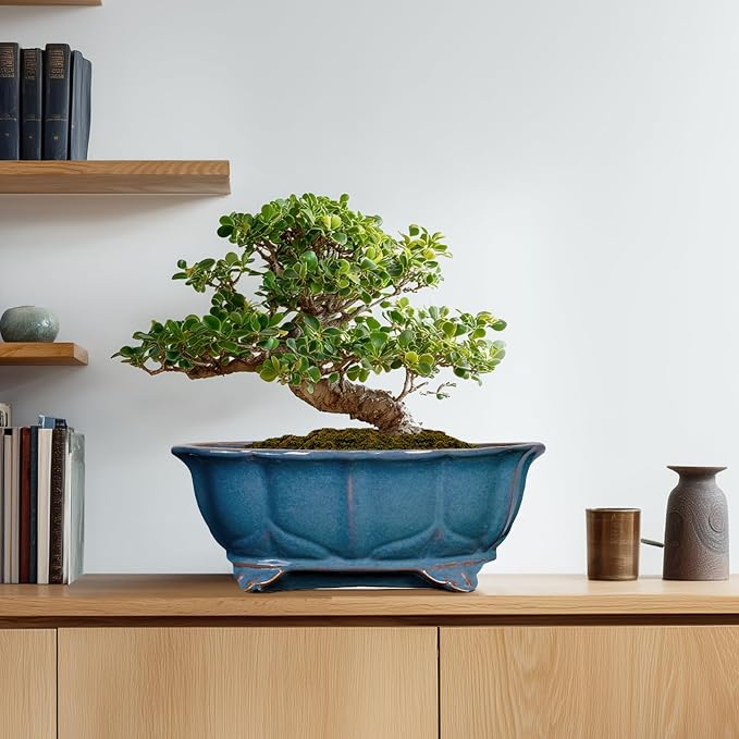 Bonsai Pots - 13.2 Inch Oval Ceramic Pots - Image 8