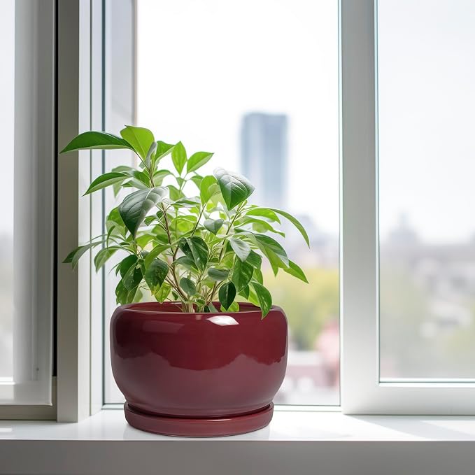 SQOWL Ceramic Pot for Plants - Image 4