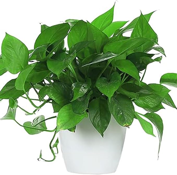 5 Inches Self Watering Planter, 10 Pack Plastic Self Watering Pots - Image 6