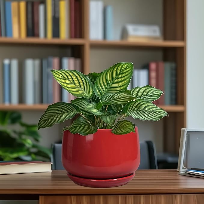 G EPGardening Ceramic Planter 7 Inch - Image 8