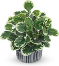 13" Artificial Plants Indoor Small Fake Plant in Ceramic Pot, Silk Plants by VillaComo