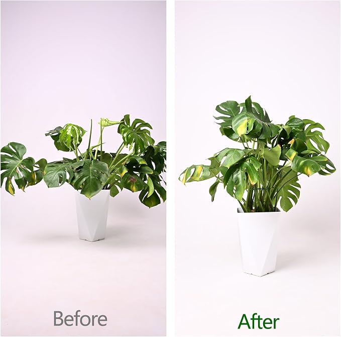Monstera Plant Stem Support - Image 3