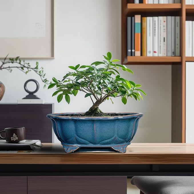 Bonsai Tree Pot - Image 8