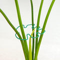 Monstera Plant Stem Support by Yohsnor