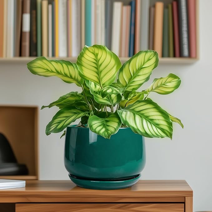 G EPGardening 6 Inch Plant Pot - Image 6