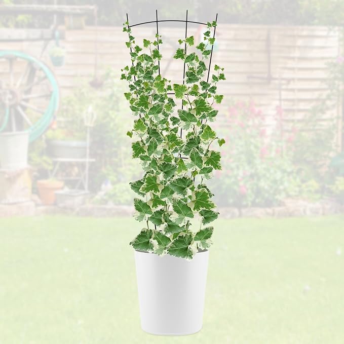 4 Pack 32'' Black Metal Plant Trellis Indoor/Outdoor, Fan Shape, Stainless Steel - Image 7