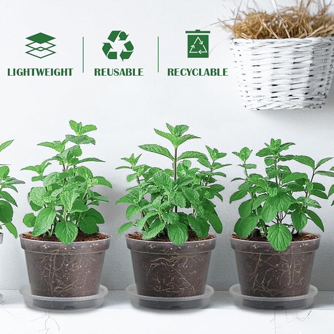 7 Pack 8 Inch Clear Nursery Pots - Image 6