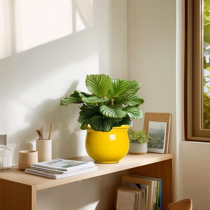 Ceramic Self Watering Planters, 6 Inch African Violet Pots - Image 7
