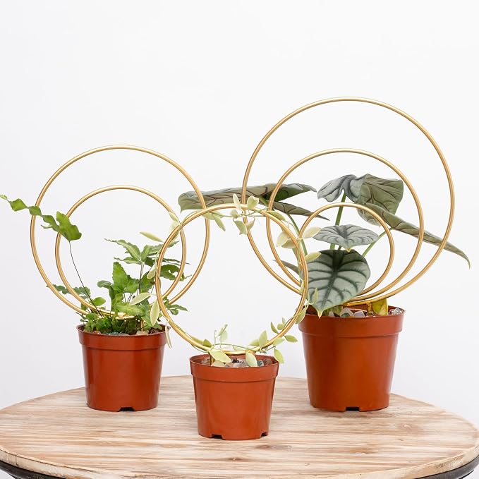 Hoya Trellis for Indoor Plants by Yohsnor