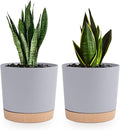 QCQHDU 6.5 inch Plant Pot, 2 Pack Planters by QCQHDU