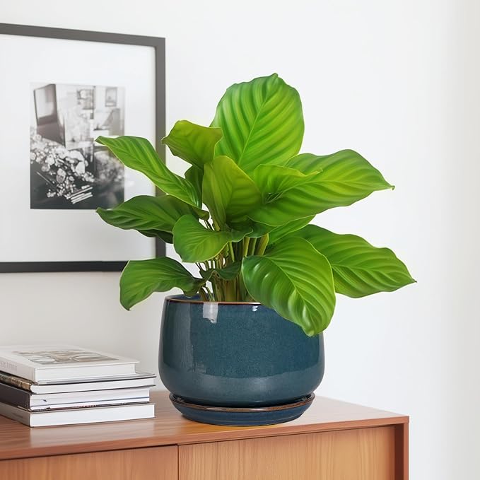 G EPGardening Ceramic Pot for Plants - Image 5