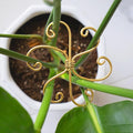 5PCS Monstera Plant Support System 4.1IN by Yohsnor