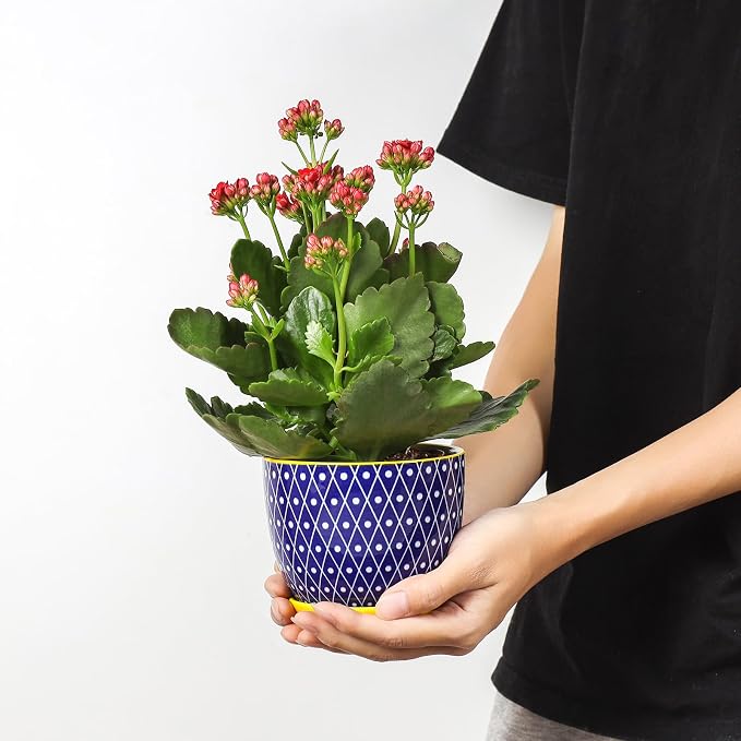 Selamica Ceramic Plant Pots, 4.6 Inch Flower Pots - Image 2