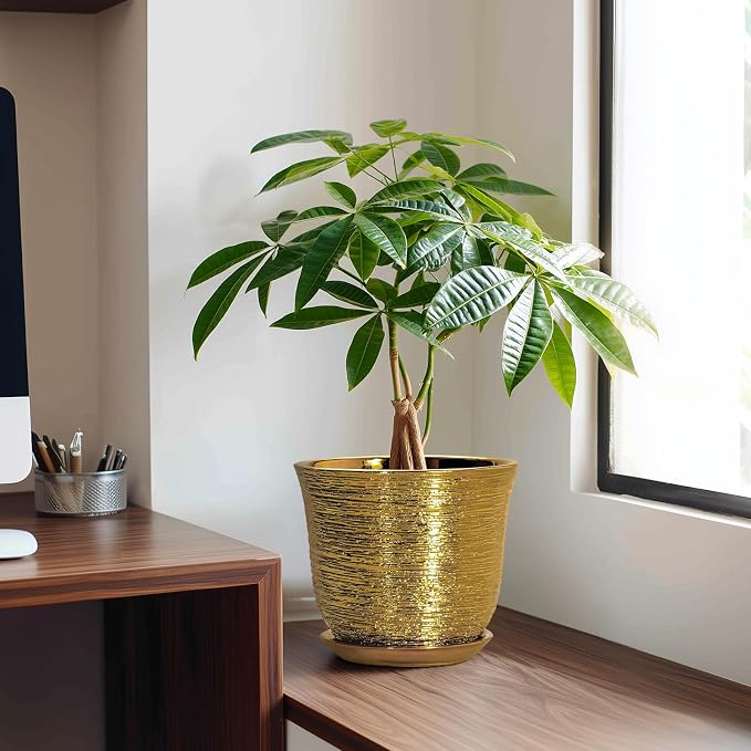 Ceramic Plant Pots - Image 3