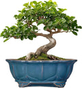 Bonsai Tree Pot by Teagas