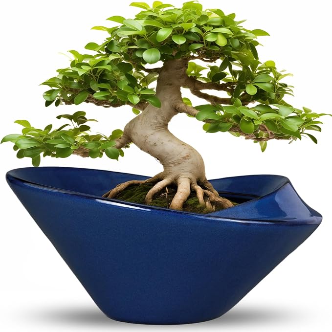 Bonsai Tree Pot 13 Inch by Teagas
